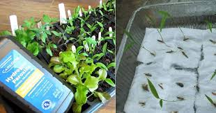 Cactus seeds present considerable variations in form, size, structure, embryo character germination. How Soaking Seeds In Hydrogen Peroxide Improves Germination Balcony Garden Web
