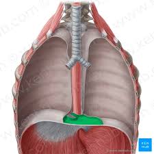 Image result for Pericardium