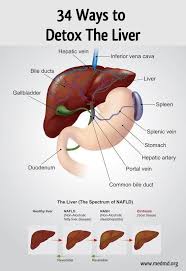 Fatty Liver Remedy Review Does It Really Work Caring Programs