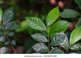 Image result for Alchornea laxiflora