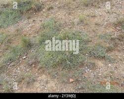 Image result for Lotononis laxa