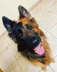 Eye care for animals is dedicated to providing the finest in veterinary ophthalmology services. Eye Care For Animals San Diego Ca Home Facebook