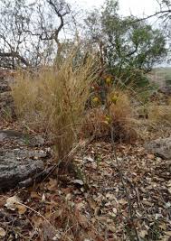 Image result for Eulophia hereroensis