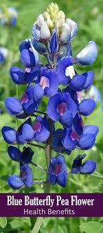 Blue Butterfly Pea Flower Health Benefits For Brain Skin Hairs And Many More Pea Flower Butterfly Pea Flower Butterfly Pea Flower Tea