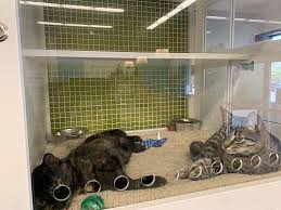 Dogs for sale, paso robles. Paso Robles Ca Domestic Shorthair Meet Portia A Pet For Adoption