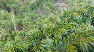 Image result for Juniperus