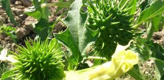 La jefatura superior de policía de galicia, ubicada en la avenida do porto, tiene enfrente una gran planta de la que se extrae la conocida droga burundanga. El Estramonio Es Una Droga Peligrosa Pero Insuficiente Para Matar A Una Persona