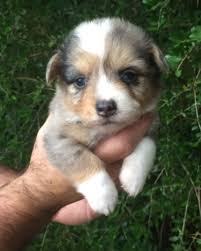 New lil shoulder adornment really is my new fave #tattoos