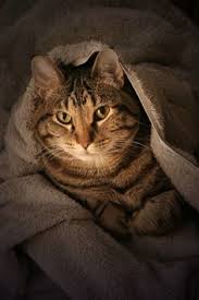 Lanhua Cat Picture 9