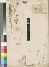 Image result for Indigofera circinella