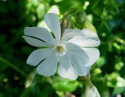 Image result for Silene burchellii