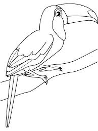 Toucan Sitting Coloring Page Toucan Art Coloring Pages Toucans