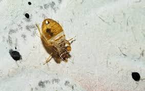 Tiny white bugs in house. Six Signs Of Bed Bugs In Your Hawaii Business