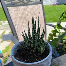Image result for Haworthia mix