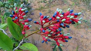 Image result for Ochnaceae