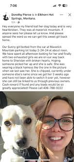 Lost dog Destiny near White Tank Mountains