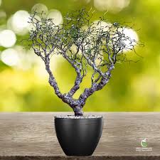 Image result for Commiphora