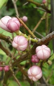 Image result for Citrus reticulata