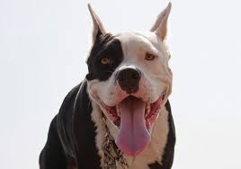 20 most dangerous dogs in the world. Pictures Of Top 10 Most Dangerous Dogs Lovetoknow