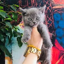 İşte emre erciş hakkında merak edilenler. Av Harun Akdere On Twitter Berfiny98338591 Emreyaziyorrr Ezgimola Emre Ercis Sana Vasiyetim Ben Olunce Benimle Dalga Gec Harun Akdere Oldu Deyip Kahkaha Emojisini Patlat Twitter