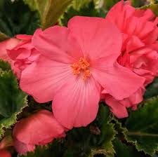 Shop the best online flowers deals Felly S Flowers Let S Play A Game Called Name That Flower I Ll Give You Two Hints 1 I Love The Shade 2 I Am An Outdoor Annual Facebook
