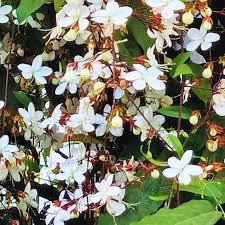 Image result for Clerodendrum toxicarium