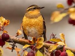 نتیجه جستجوی لغت [varied] در گوگل