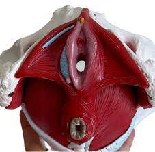 The Number One Reason For Painful Sex After Childbirth – The Bloom Method