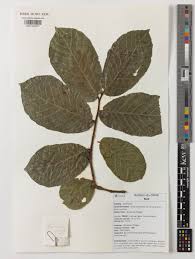 Image result for Antiaris toxicaria