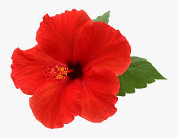 Including transparent png clip art. Hibiscus Png Picture Transparent Background Hibiscus Png Png Download Kindpng
