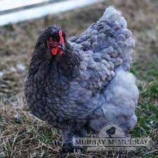 Cochin bantam broodiness (or should i say, lack thereof?) climate considerations for cochin bantams chickens (are they a good fit for your region?) Murray Mcmurray Hatchery Blue Cochin Bantam