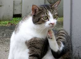 Kidney disease, in the form of chronic renal failure (crf), is a common problem in older cats. Feline Specific Health Concerns Amador Valley Veterinary Center