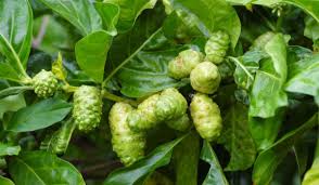 Image result for Morinda