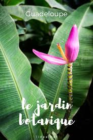 Jardin Botanique De Guadeloupe En 2020 Jardin Botanique Jardin Botanique Deshaies Deshaies
