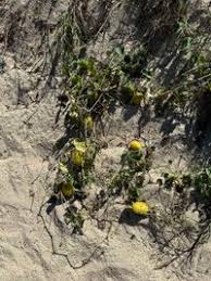 Image result for Cucumis aetheocarpus