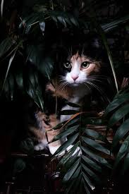 These Adorable Cats Will Bring You Joy Cats Are Awesome Creatures Cataesthetic Pretty Cats Cat Photography Calico Cat