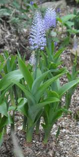 Image result for Scilla benguellensis