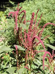 Image result for Amaranthus hybridus