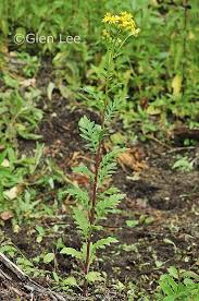 Image result for Senecio ruwenzoriensis