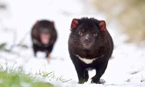Morrison Government Urged To Fix Flawed Environmental Offsets Leaving Threatened Species At Risk In 2020 Endangered Animals Animals Australian Animals