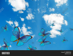 If you ever watched star trek: Bright Butterflies Image Photo Free Trial Bigstock