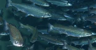 En effet, le razer iskur, siège gamer réputé pour son assise. Preventing And Controlling Salmon Lice In Commercial Aquaculture The Fish Site