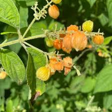 Image result for Nidorella welwitschii