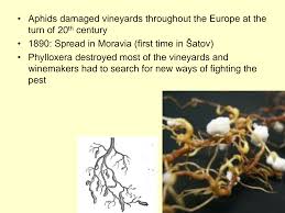 Image result for Bystiscus betulae grapevine