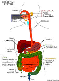 Printable Anatomical Charts And Diagrams