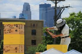 Kristy Lynn Allen: Carving a Different Path in Beekeeping