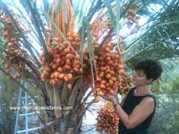 Medjool Date Palm Trees For Sale Medjool Dates