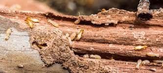 We did not find results for: Quels Sont Les Signes D Infestation Par Les Termites