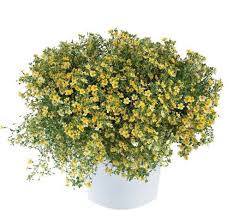 Image result for Jamesbrittenia