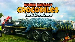 See full list on worldatlas.com Largest Crocodile Ever Recorded Foxmack